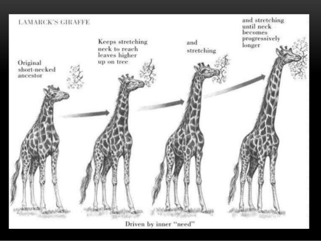 Explain Types Of Natural Selection Explain Types Of Natural Selection