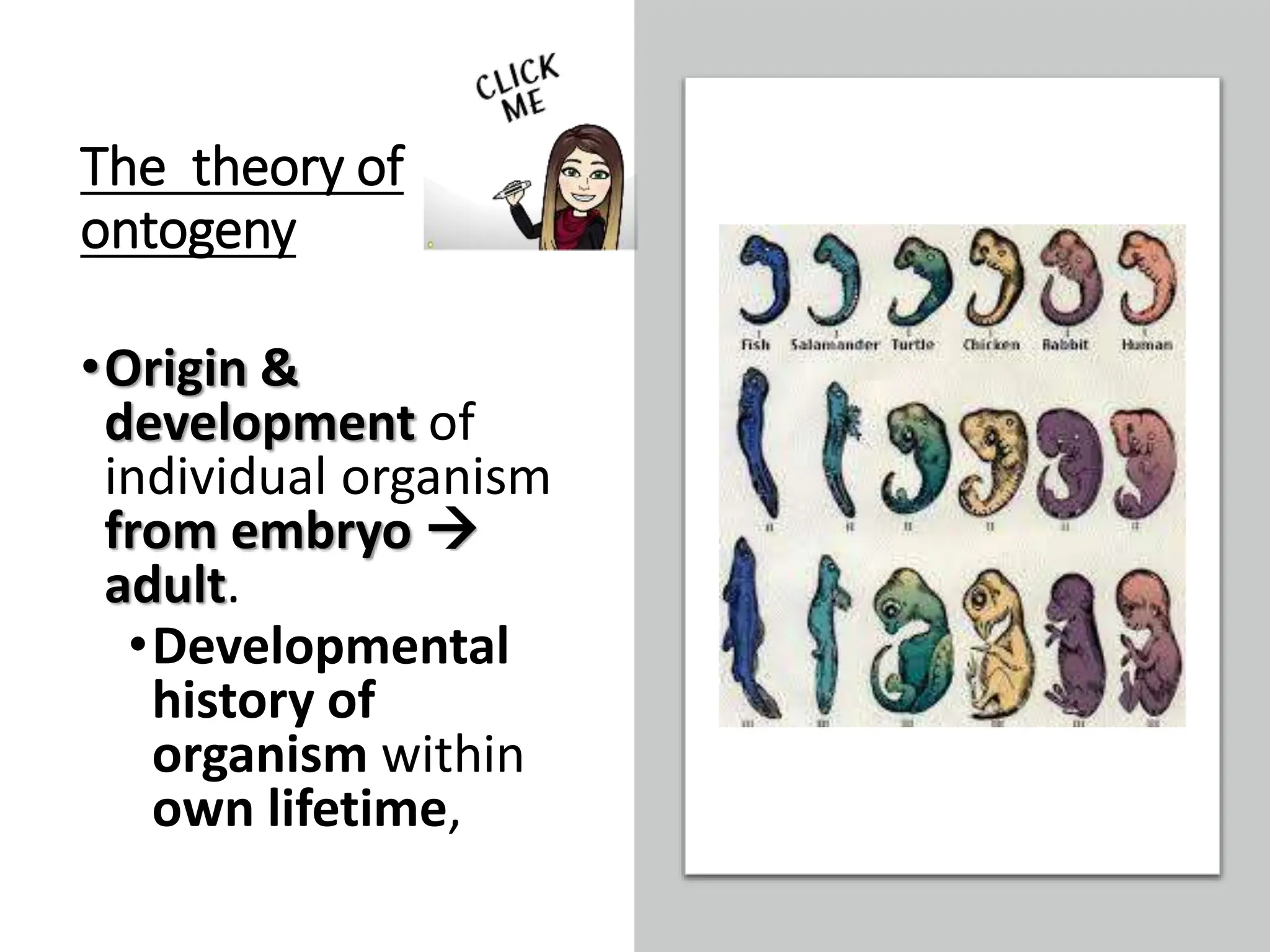The theory of
ontogeny
•Origin &
development of
individual organism
from embryo 
adult.
•Developmental
history of
organism within
own lifetime,
 