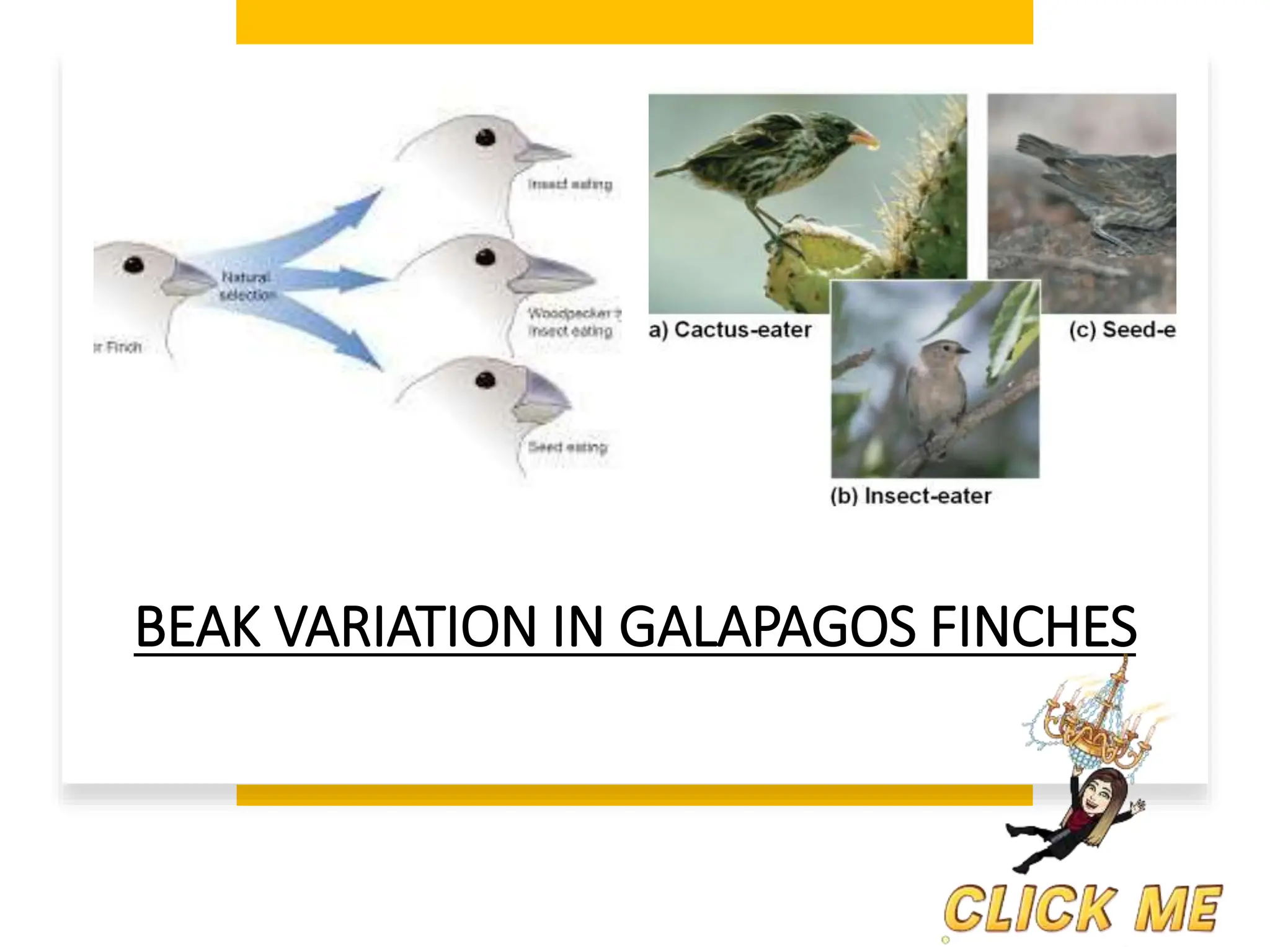 BEAK VARIATION IN GALAPAGOS FINCHES
 
