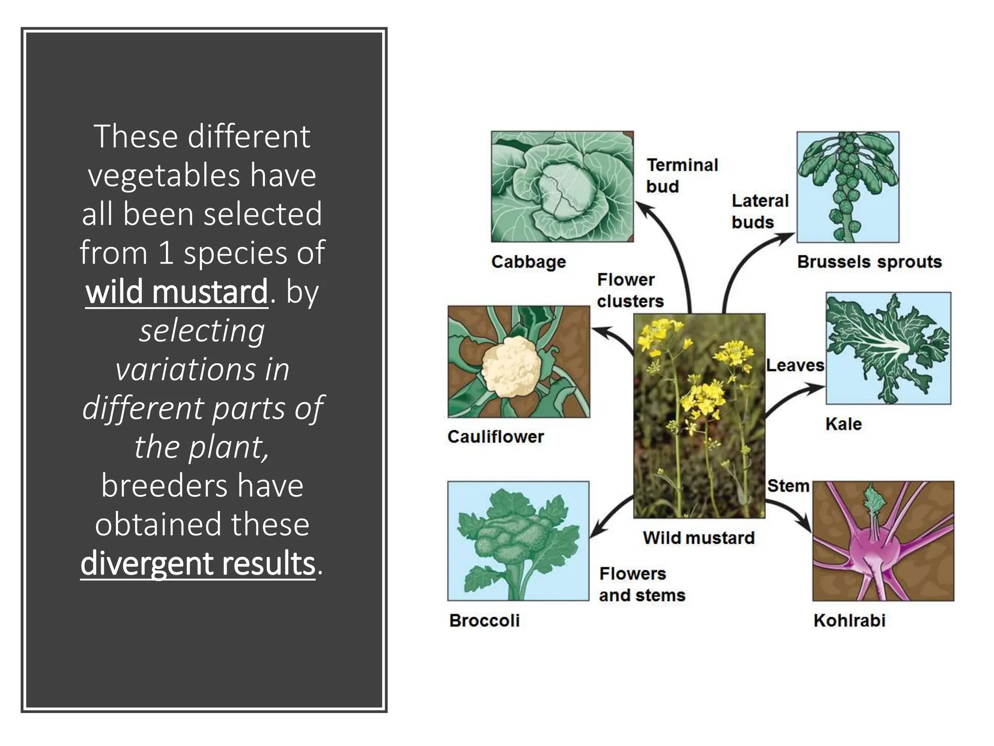 These different
vegetables have
all been selected
from 1 species of
wild mustard. by
selecting
variations in
different parts of
the plant,
breeders have
obtained these
divergent results.
 