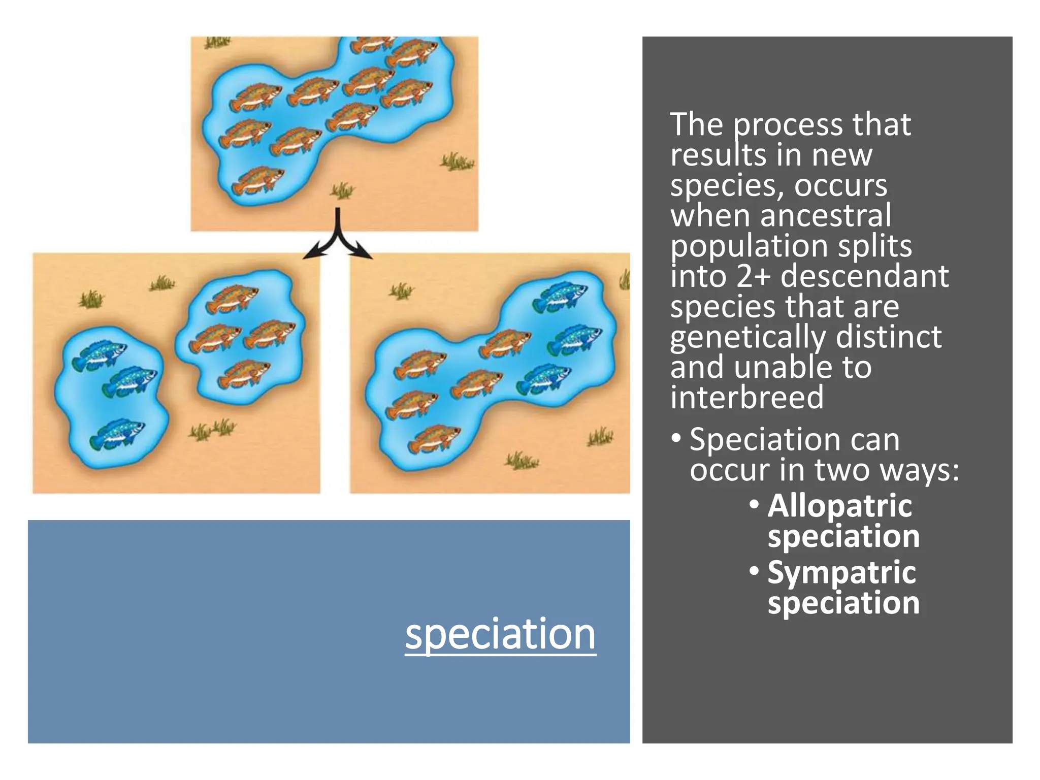 speciation
The process that
results in new
species, occurs
when ancestral
population splits
into 2+ descendant
species that are
genetically distinct
and unable to
interbreed
• Speciation can
occur in two ways:
• Allopatric
speciation
• Sympatric
speciation
 