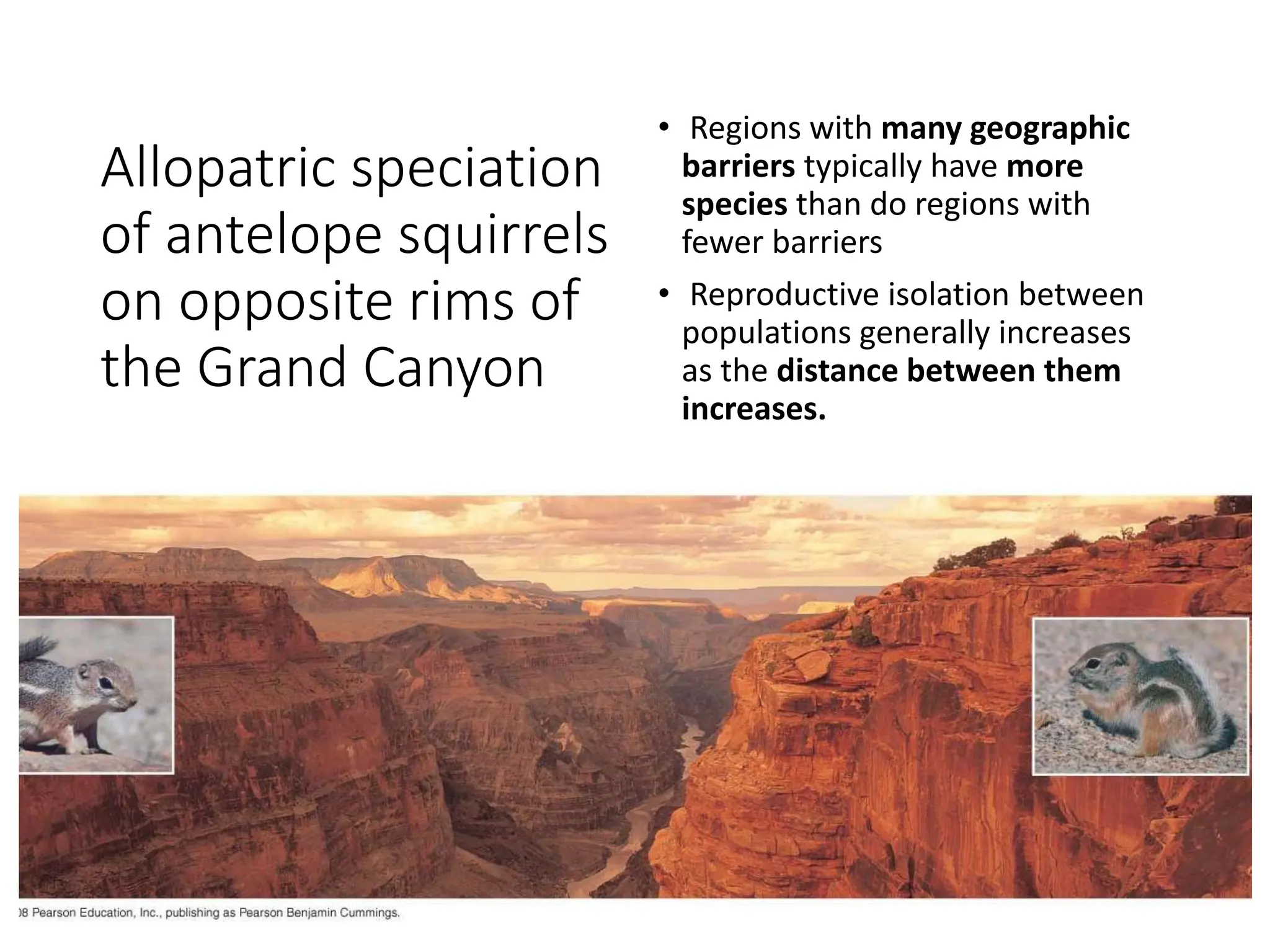 Allopatric speciation
of antelope squirrels
on opposite rims of
the Grand Canyon
• Regions with many geographic
barriers typically have more
species than do regions with
fewer barriers
• Reproductive isolation between
populations generally increases
as the distance between them
increases.
 