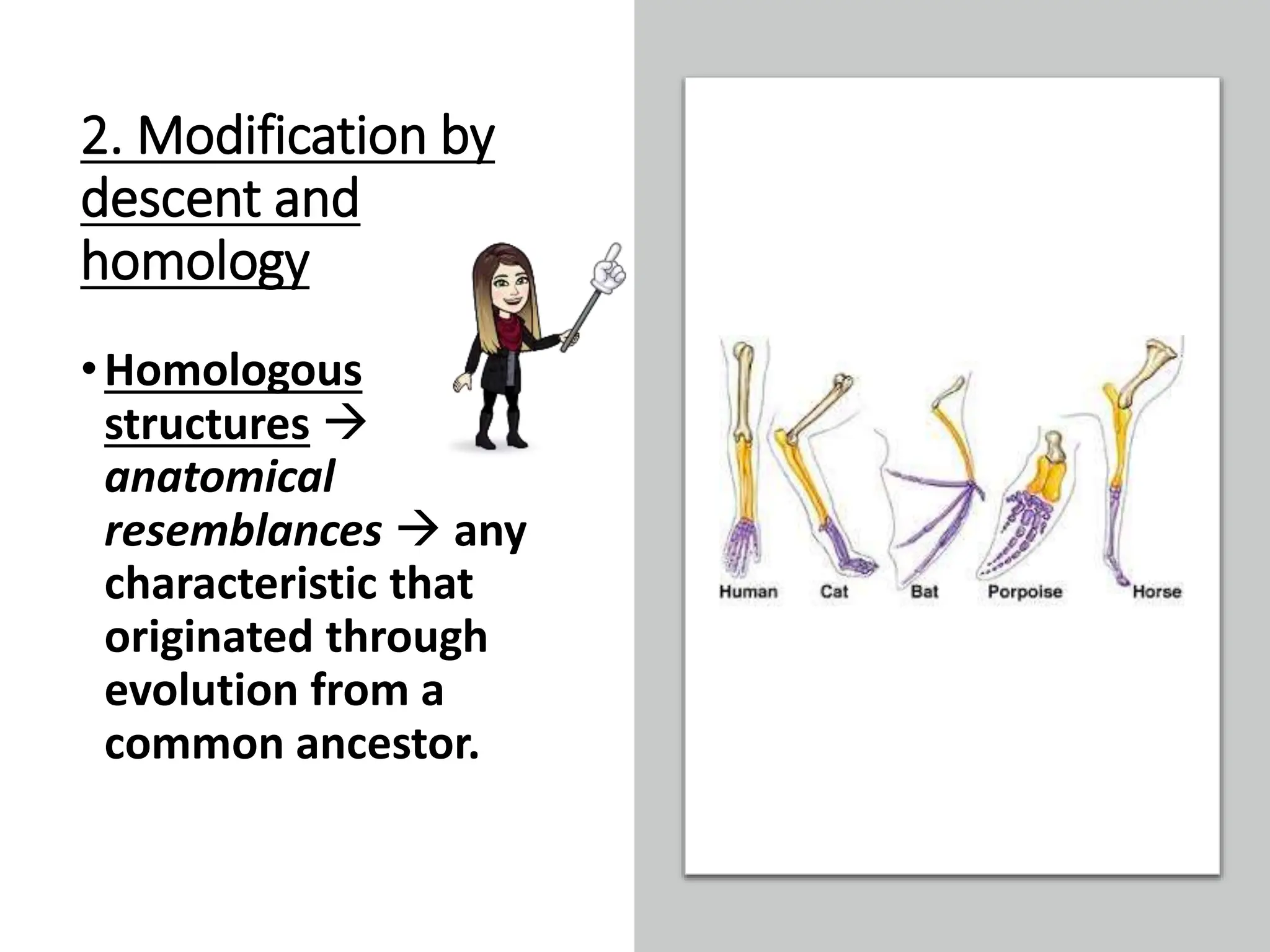 2. Modification by
descent and
homology
•Homologous
structures 
anatomical
resemblances  any
characteristic that
originated through
evolution from a
common ancestor.
 