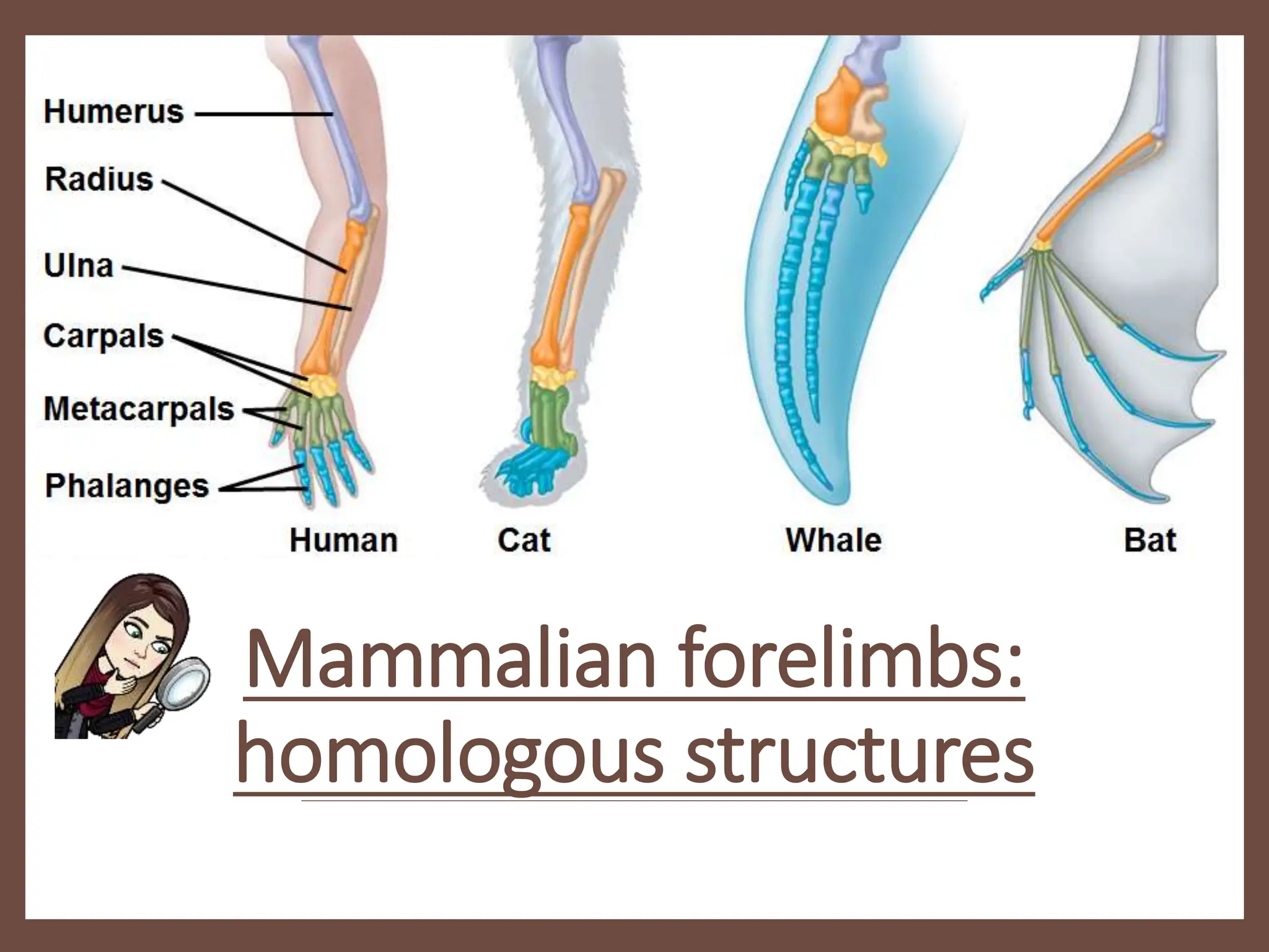 Mammalian forelimbs:
homologous structures
 