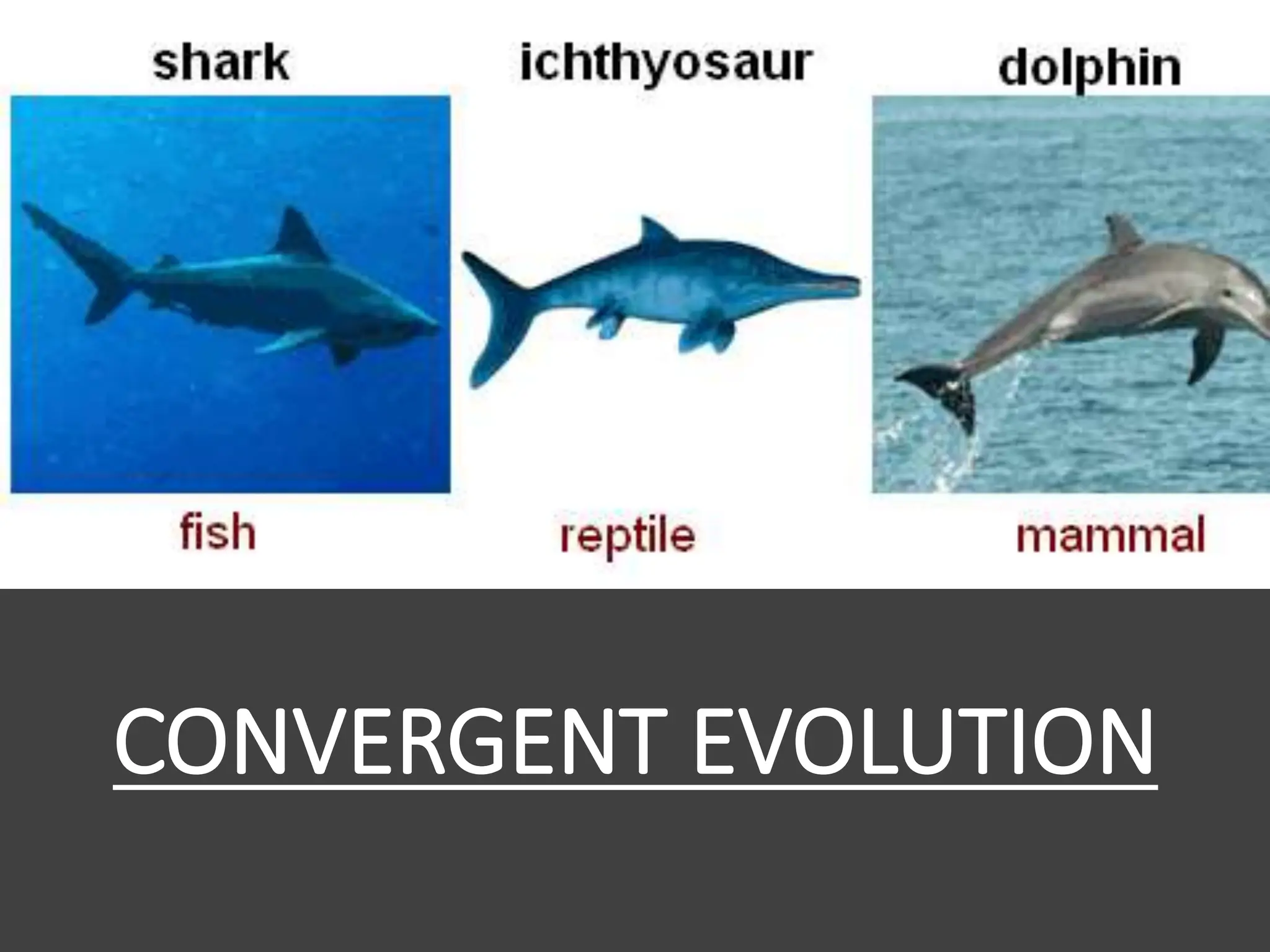 CONVERGENT EVOLUTION
 