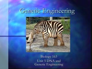 Genetic Engineering

Biology 163
Unit 5 DNA and
Genetic Engineering

 