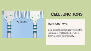 Cell-Cell Interactions and Communication Mechanisms in Biology | PDF