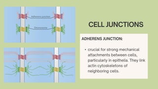 Cell-Cell Interactions and Communication Mechanisms in Biology | PDF