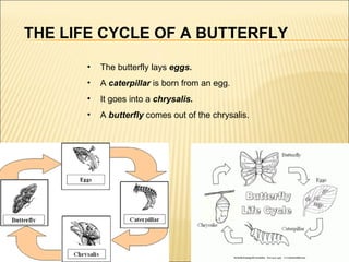 THE LIFE CYCLE OF A BUTTERFLY The butterfly lays  eggs. A  caterpillar  is born from an egg. It goes into a  chrysalis. A  butterfly  comes out of the chrysalis. 