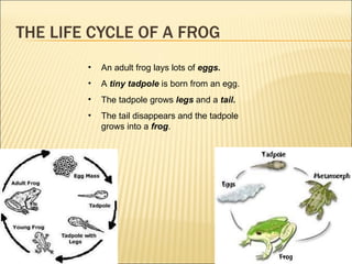 THE LIFE CYCLE OF A FROG An adult frog lays lots of  eggs. A  tiny tadpole  is born from an egg. The tadpole grows  legs  and a  tail. The tail disappears and the tadpole grows into a  frog . 