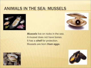 Mussels  live on rocks in the sea.  A mussel does not have bones. It has a  shell  for protection. Mussels are born  from eggs . ANIMALS IN THE SEA: MUSSELS 