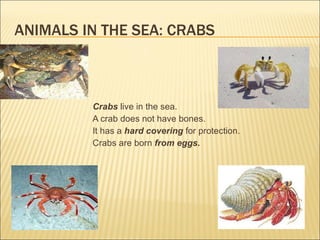 Crabs  live in the sea. A crab does not have bones. It has a  hard covering  for protection. Crabs are born  from eggs. ANIMALS IN THE SEA: CRABS 