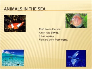 ANIMALS IN THE SEA Fish  live in the sea. A fish has  bones . It has  scales. Fish are born  from eggs. 