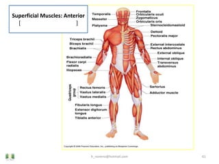 Unit 5 Muscular System