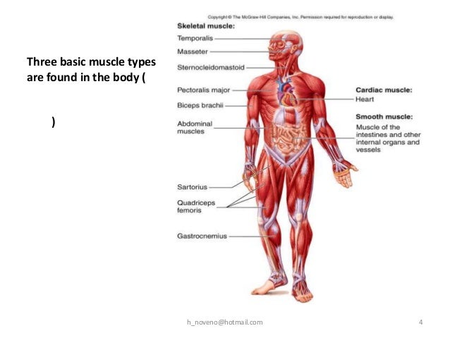 Unit 5 Muscular System