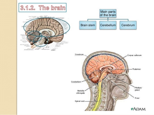 5 Main Parts Of The Brain - Spesial 5