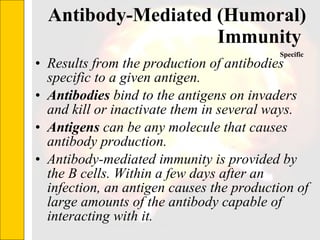 Antibody-Mediated (Humoral) Immunity  Results from the production of antibodies specific to a given antigen.  Antibodies  bind to the antigens on invaders and kill or inactivate them in several ways. Antigens  can be any molecule that causes antibody production.  Antibody-mediated immunity is provided by the B cells. Within a few days after an infection, an antigen causes the production of large amounts of the antibody capable of interacting with it.  Specific 