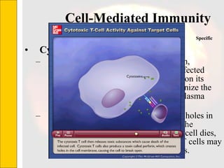 Cell-Mediated Immunity  Cytotoxic (Killer) T cell   Defends the body by destroying foreign, infected, and cancerous cells. A cell infected with a virus will display viral antigens on its plasma membrane. Killer T cells recognize the viral antigens and attach to that cell's plasma membrane.  The T cells secrete proteins that punch holes in the infected cell's plasma membrane. The infected cell's cytoplasm leaks out, the cell dies, and is removed by phagocytes. Killer T cells may also bind to cells of transplanted organs. Specific 