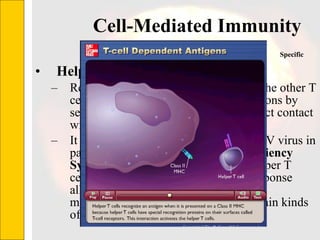 Cell-Mediated Immunity  Helper T cell   Regulate immune responses, enabling the other T cells and B cells to perform their functions by secreting messenger proteins or by direct contact with other cells.  It is this cell that is destroyed by the HIV virus in patients with  Acquired Immune Deficiency Syndrome (AIDS)  . Destruction of helper T cells results in a depressed immune response allowing infection by a variety of microorganisms and the growth of certain kinds of tumors. Specific 