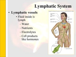 Lymphatic System  Lymphatic vessels Fluid inside is lymph Water Nutrients Electrolytes Cell products like hormones 