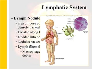 Lymphatic System  Lymph Nodules area of loose connective tissue containing densely packed lymphocytes Located along lymphatic vessels Divided into nodules by connective tissue Nodules packed with B and T lymphocytes Lymph filters through nodules Macrophages phagocytize pathogens and debris 
