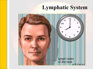 Lymphatic System  