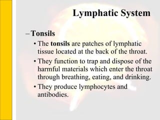 Lymphatic System  Tonsils The  tonsils  are patches of lymphatic tissue located at the back of the throat.  They function to trap and dispose of the harmful materials which enter the throat through breathing, eating, and drinking. They produce lymphocytes and antibodies. 