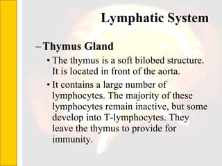 Lymphatic System  Thymus Gland The thymus is a soft bilobed structure.  It is located in front of the aorta. It contains a large number of lymphocytes. The majority of these lymphocytes remain inactive, but some develop into T-lymphocytes. They leave the thymus to provide for immunity.  