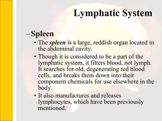 Lymphatic System  Spleen The  spleen  is a large, reddish organ located in the abdominal cavity.  Though it is considered to be a part of the lymphatic system, it filters blood, not lymph. It searches for old, degenerating red blood cells, and breaks them down into their component chemicals for use elsewhere in the body.  It also manufactures and releases lymphocytes, which have been previously mentioned. 