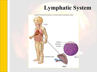 Lymphatic System  
