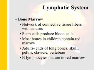 Lymphatic System  Bone Marrow Network of connective tissue fibers with sinuses  Stem cells produce blood cells Most bones in children contain red marrow Adults- ends of long bones, skull, pelvis, clavicle, vertebrae B lymphocytes mature in red marrow 
