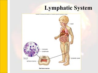 Lymphatic System  