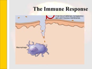The Immune Response 