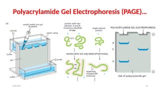 Comprehensive Overview of PCR and Gel Electrophoresis Techniques in ...