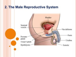 2. The Male Reproductive System
Cowper’s glands
 