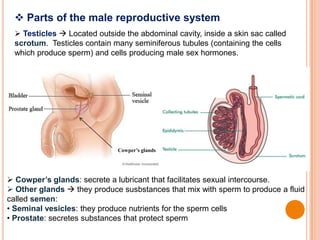  Parts of the male reproductive system
 Testicles  Located outside the abdominal cavity, inside a skin sac called
scrotum. Testicles contain many seminiferous tubules (containing the cells
which produce sperm) and cells producing male sex hormones.
 Cowper’s glands: secrete a lubricant that facilitates sexual intercourse.
 Other glands  they produce susbstances that mix with sperm to produce a fluid
called semen:
• Seminal vesicles: they produce nutrients for the sperm cells
• Prostate: secretes substances that protect sperm
Cowper’s glands
 