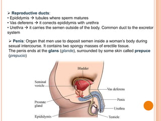  Reproductive ducts:
• Epididymis  tubules where sperm matures
• Vas deferens  it conects epididymis with urethra
• Urethra  it carries the semen outside of the body. Common duct to the excretor
system
 Penis: Organ that men use to deposit semen inside a woman’s body during
sexual intercourse. It contains two spongy masses of erectile tissue.
The penis ends at the glans (glande), surrounded by some skin called prepuce
(prepucio)
 