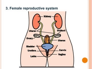 3. Female reproductive system
 