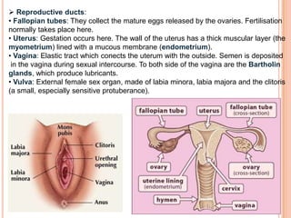  Reproductive ducts:
• Fallopian tubes: They collect the mature eggs released by the ovaries. Fertilisation
normally takes place here.
• Uterus: Gestation occurs here. The wall of the uterus has a thick muscular layer (the
myometrium) lined with a mucous membrane (endometrium).
• Vagina: Elastic tract which conects the uterum with the outside. Semen is deposited
in the vagina during sexual intercourse. To both side of the vagina are the Bartholin
glands, which produce lubricants.
• Vulva: External female sex organ, made of labia minora, labia majora and the clitoris
(a small, especially sensitive protuberance).
 