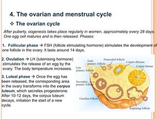 4. The ovarian and menstrual cycle
 The ovarian cycle
After puberty, oogenesis takes place regularly in women, approximately every 28 days.
One egg cell matures and is then released. Phases:
1. Follicular phase  FSH (follicle stimulating hormone) stimulates the development of
one follicle in the ovary. It lasts around 14 days.
2. Ovulation  LH (luteinising hormone)
stimulates the release of an egg by the
ovary. The body temperature increases.
3. Luteal phase  Once the egg has
been released, the corresponding area
in the ovary transforms into the corpus
luteum, which secretes progesterone.
After 10-12 days, the corpus luteum
decays, initiation the start of a new
cycle.
 