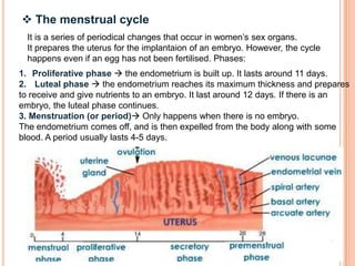  The menstrual cycle
It is a series of periodical changes that occur in women’s sex organs.
It prepares the uterus for the implantaion of an embryo. However, the cycle
happens even if an egg has not been fertilised. Phases:
1. Proliferative phase  the endometrium is built up. It lasts around 11 days.
2. Luteal phase  the endometrium reaches its maximum thickness and prepares
to receive and give nutrients to an embryo. It last around 12 days. If there is an
embryo, the luteal phase continues.
3. Menstruation (or period) Only happens when there is no embryo.
The endometrium comes off, and is then expelled from the body along with some
blood. A period usually lasts 4-5 days.
 