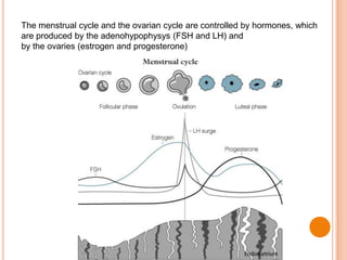 The menstrual cycle and the ovarian cycle are controlled by hormones, which
are produced by the adenohypophysys (FSH and LH) and
by the ovaries (estrogen and progesterone)
 