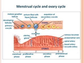 Menstrual cycle and ovary cycle
 