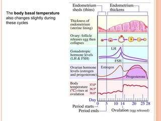 The body basal temperature
also changes slightly during
these cycles
 
