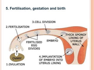 5. Fertilisation, gestation and birth
 