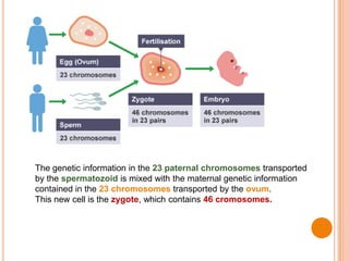 The genetic information in the 23 paternal chromosomes transported
by the spermatozoid is mixed with the maternal genetic information
contained in the 23 chromosomes transported by the ovum.
This new cell is the zygote, which contains 46 cromosomes.
 