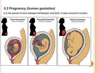 5.2 Pregnancy (human gestation)
It is the period of time between fertilisation and birth. It lasts around 9 months.
 