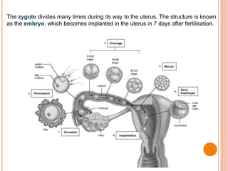 The zygote divides many times during its way to the uterus. The structure is known
as the embryo, which becomes implanted in the uterus in 7 days after fertilisation.
 