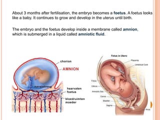 About 3 months after fertilisation, the embryo becomes a foetus. A foetus looks
like a baby. It continues to grow and develop in the uterus until birth.
The embryo and the foetus develop inside a membrane called amnion,
which is submerged in a liquid called amniotic fluid.
 
