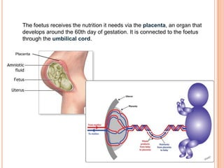 The foetus receives the nutrition it needs via the placenta, an organ that
develops around the 60th day of gestation. It is connected to the foetus
through the umbilical cord.
Placenta
 